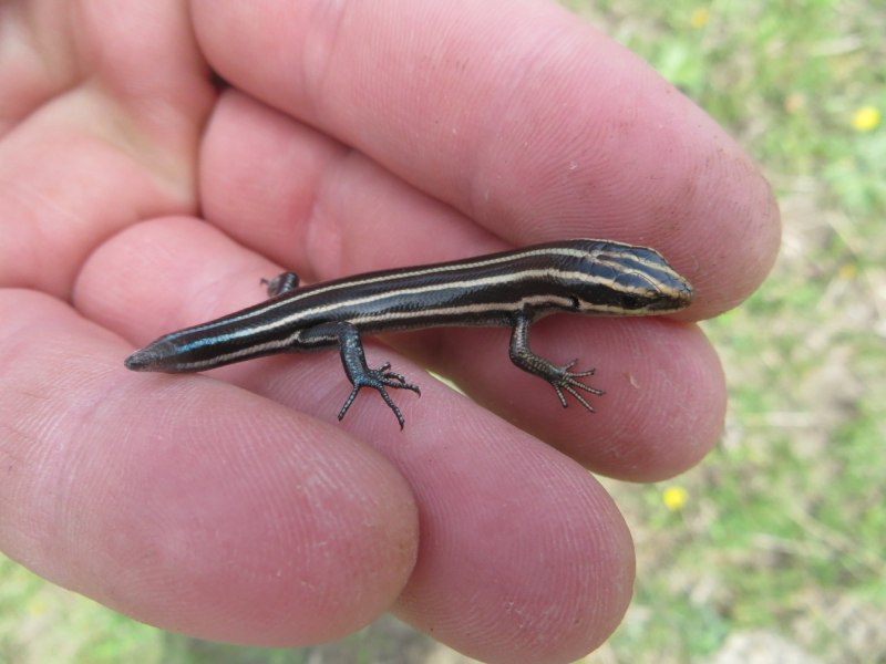 Five-lined Skink (Plestiodon fasciatus)