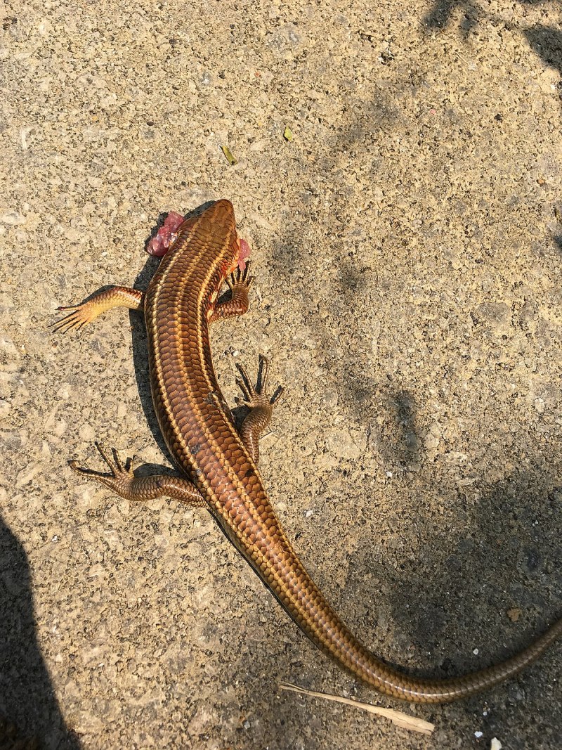 Длинноногий сцинк Plestiodon tetragrammus