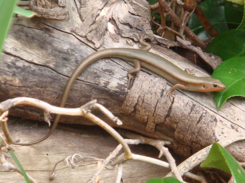 Plestiodon latiscutatus
