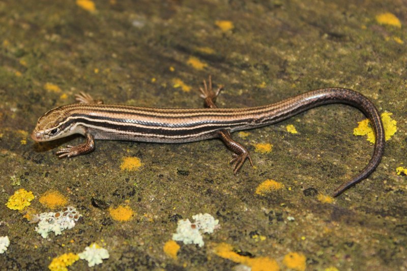 Plestiodon longirostris
