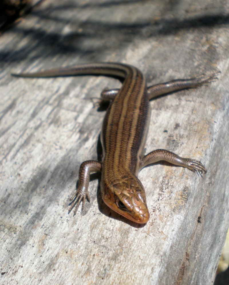 Five-lined Skink (Plestiodon fasciatus)