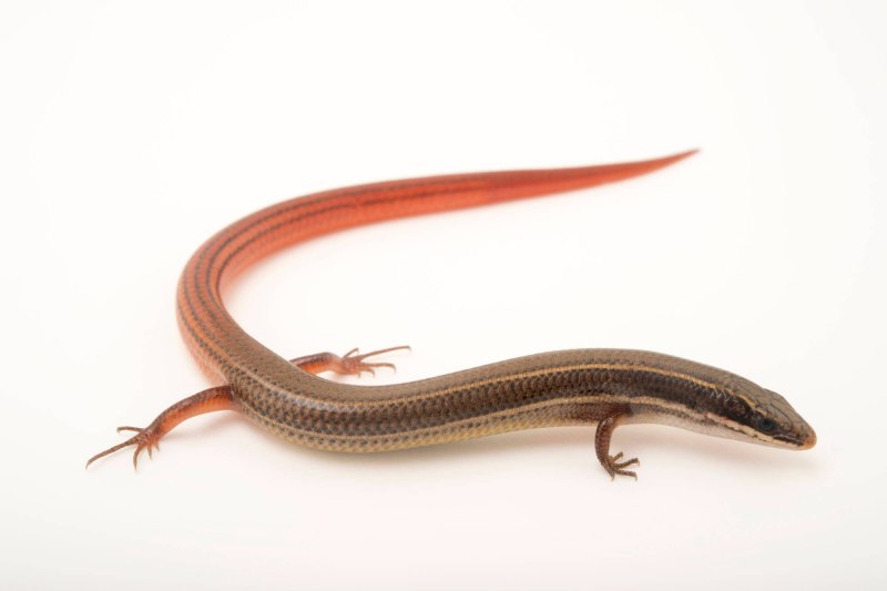 6. Syneuodynerus egregius