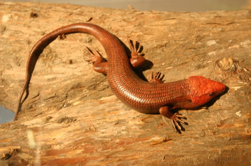Eumeces Algeriensis