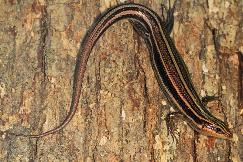 Five-lined Skink (Plestiodon fasciatus)