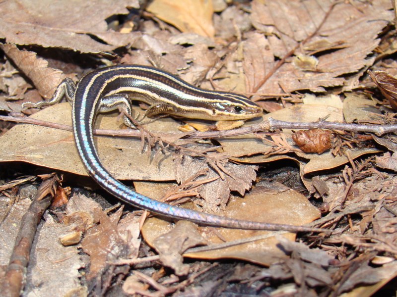 Five-lined Skink (Plestiodon fasciatus)