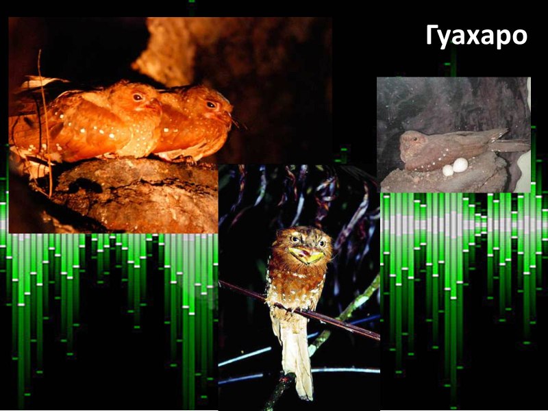 Гуахаро ультразвук