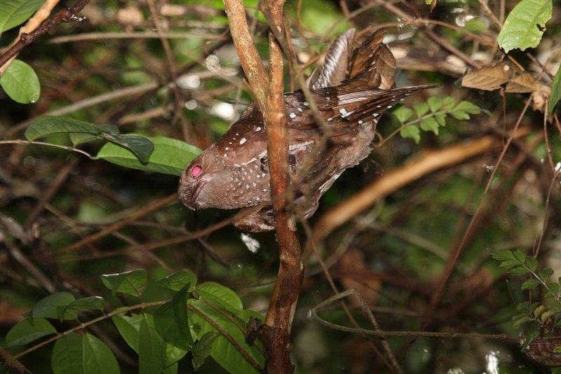 Steatornis caripensis