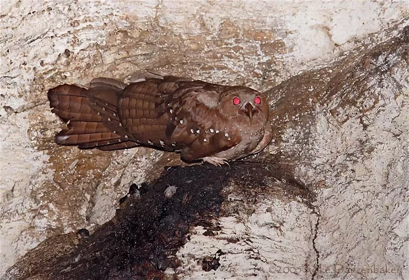 Steatornis caripensis