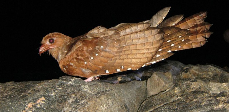 Steatornis caripensis