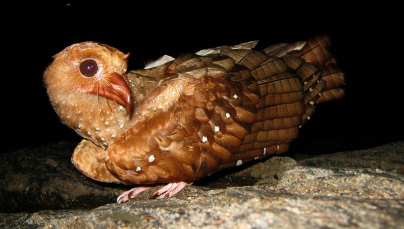Steatornis caripensis