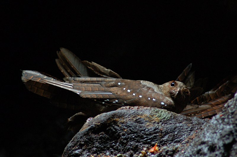 Steatornis caripensis