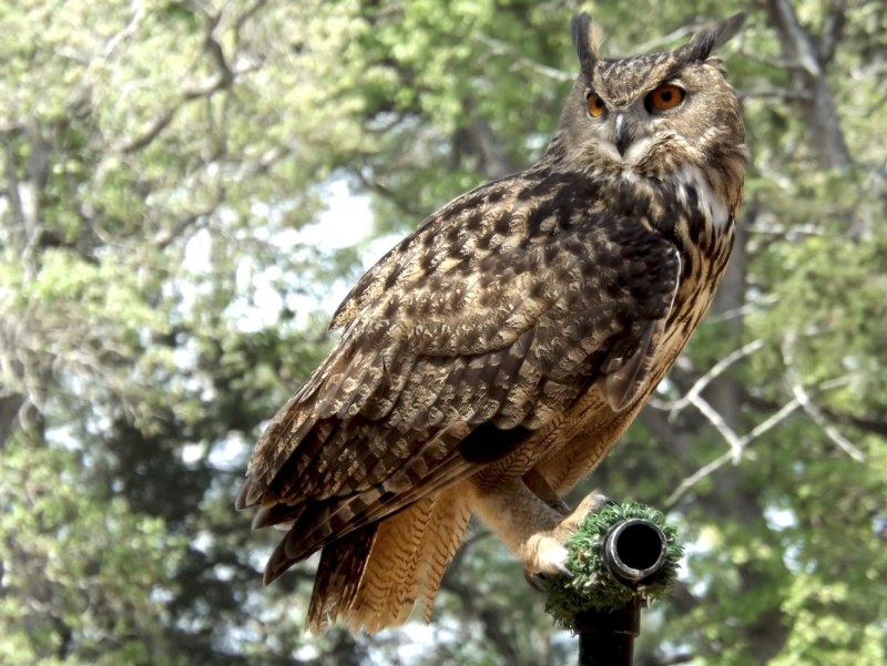 Филин Bubo Bubo