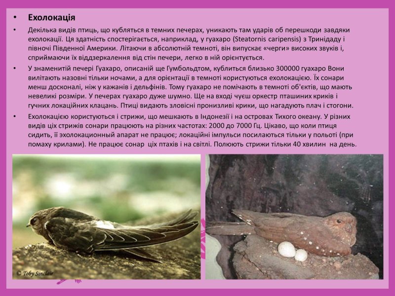 Гуахаро эхолокация
