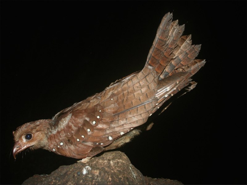 Steatornis caripensis