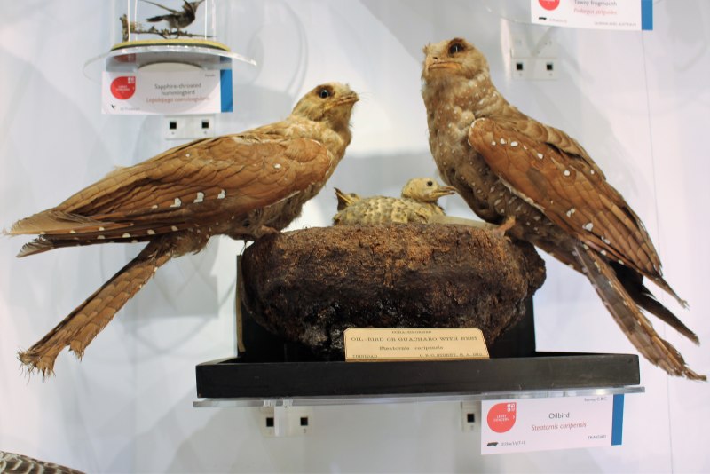 Taxidermied dove