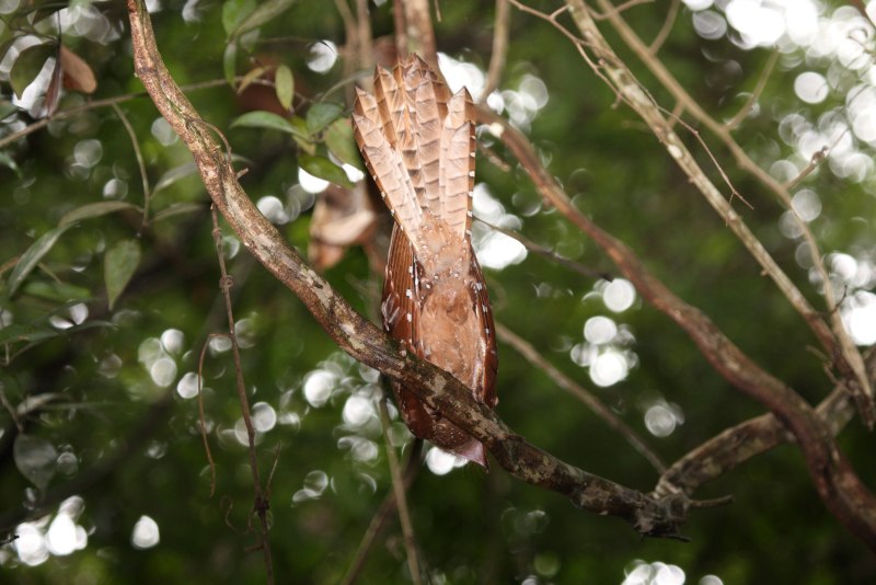Steatornis caripensis