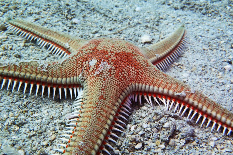 Морские звезды Astropecten