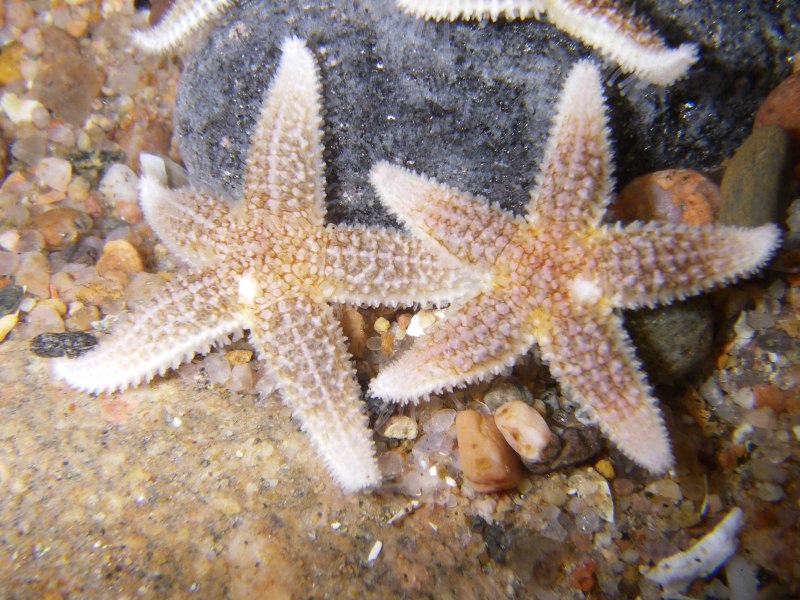 Морская звезда Asterias Rubens
