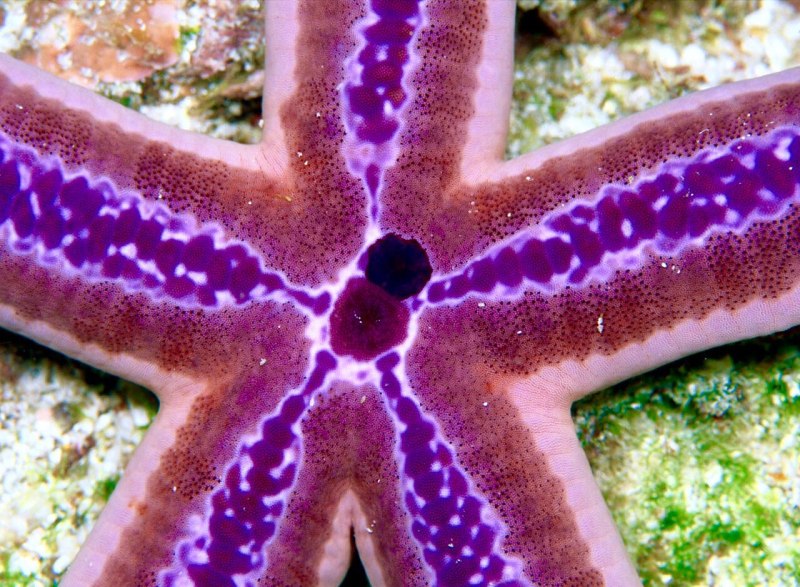 ПАКСИЛЛОНОСНЫЕ морские звёзды