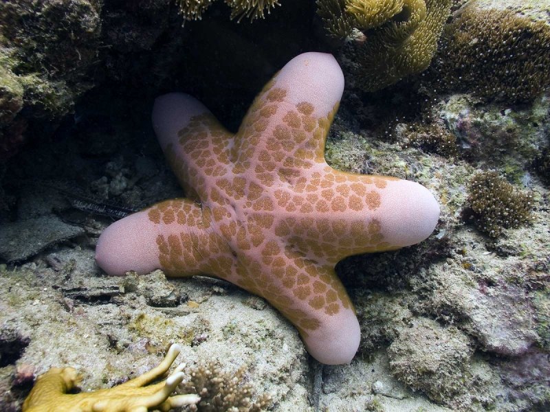 Морская звезда Choriaster granulatus