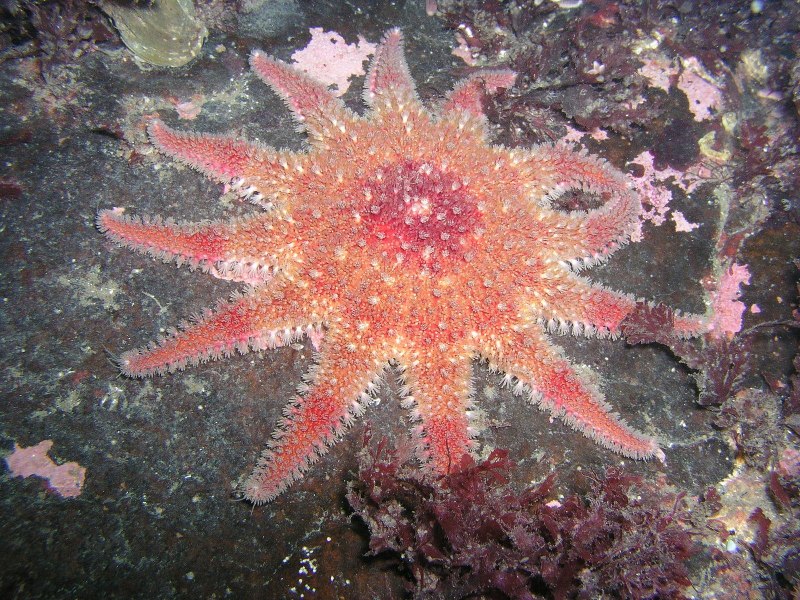 Красастор морская звезда