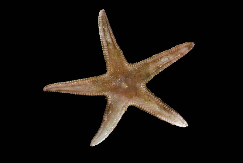 ПАКСИЛЛОНОСНЫЕ морские звёзды