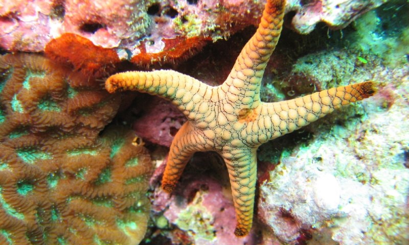 ПАКСИЛЛОНОСНЫЕ морские звёзды