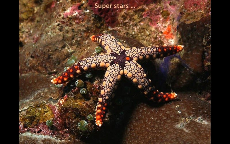 Астериас Рубенс морская звезда