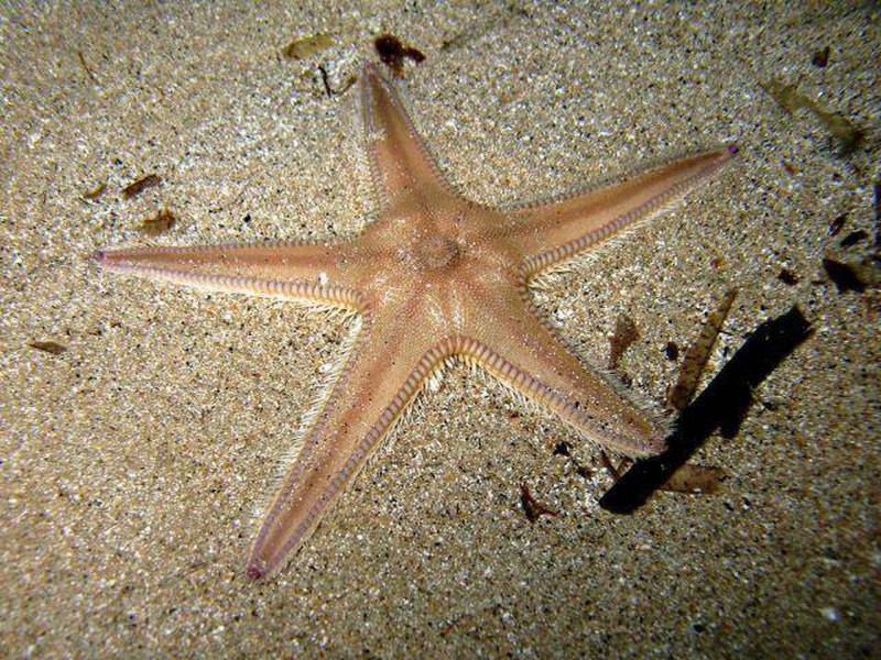 ПАКСИЛЛОНОСНЫЕ морские звёзды