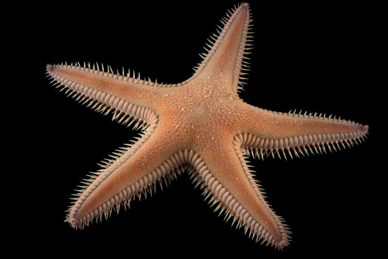 ПАКСИЛЛОНОСНЫЕ морские звёзды