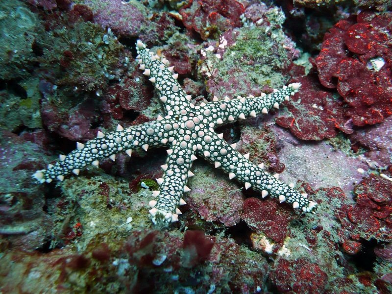 Морская звезда вальватиды