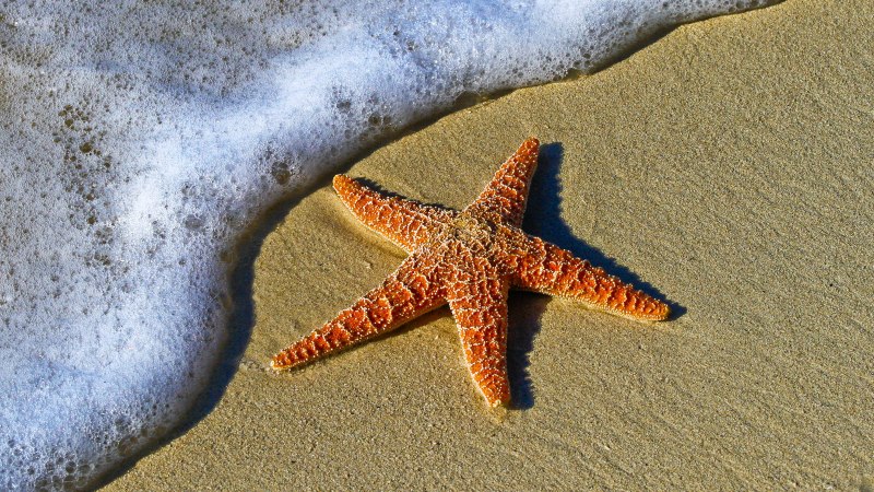 Морская звезда - Starfish