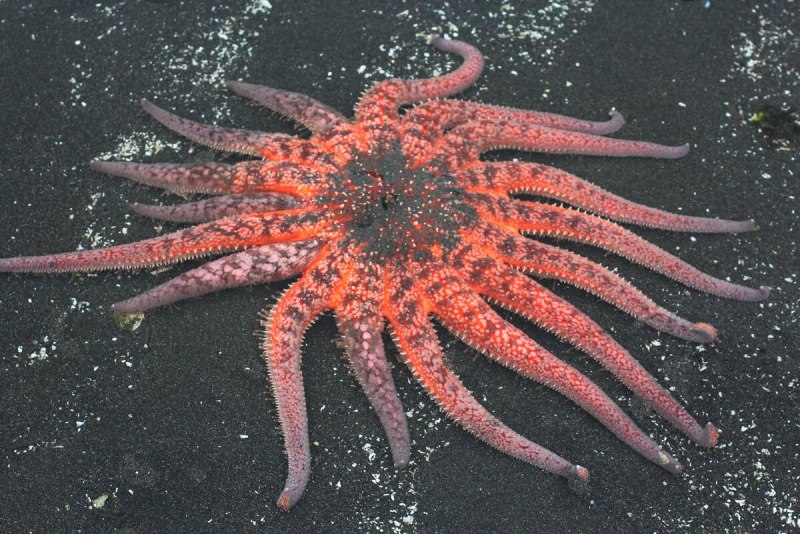 ПАКСИЛЛОНОСНЫЕ морские звёзды