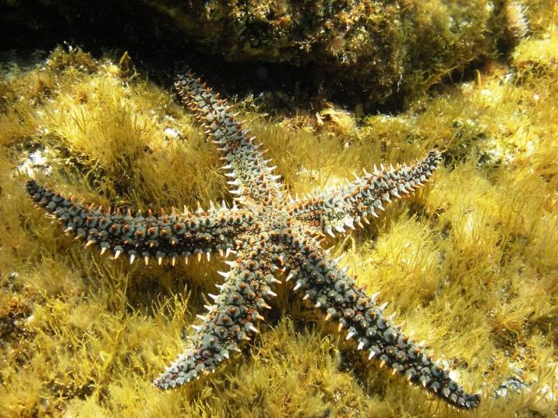 Морская звезда Marthasterias glacialis