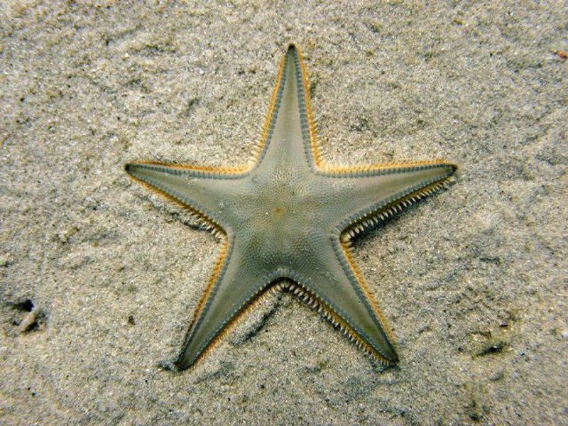 ПАКСИЛЛОНОСНЫЕ морские звёзды
