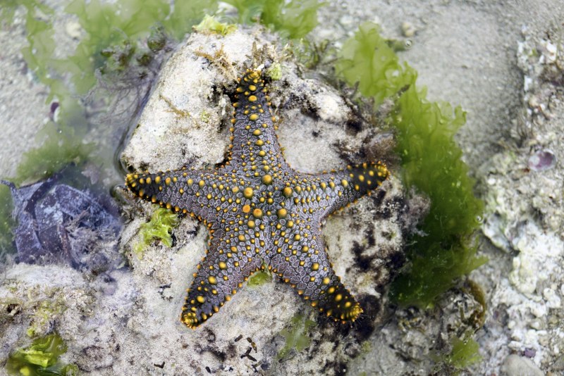 Амурская морская звезда