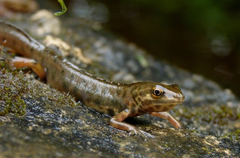 Обыкновенный Тритон (Triturus vulgaris)