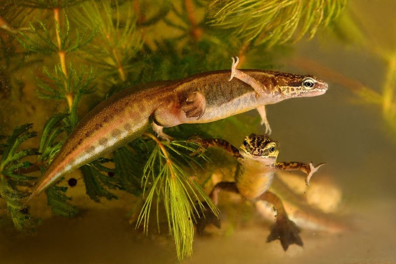 Тритон (Lissotriton vulgaris)
