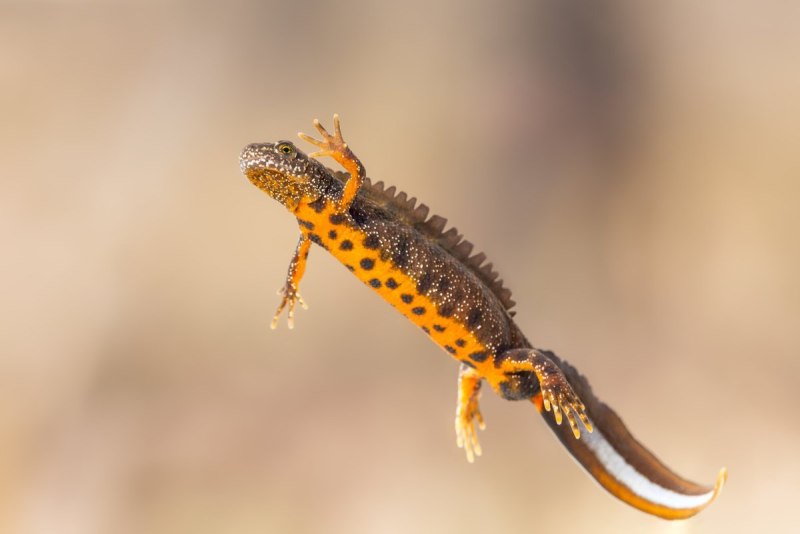 Triturus cristatus гребенчатый Тритон