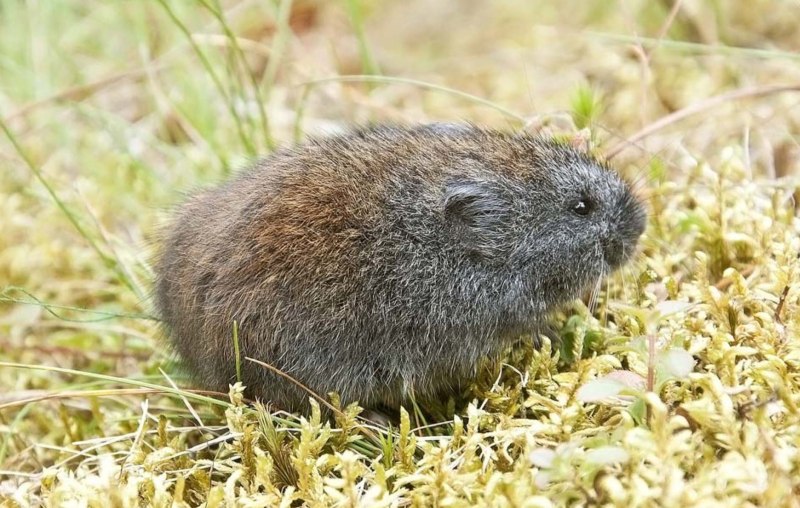 Лесной лемминг (Myopus schisticolor)