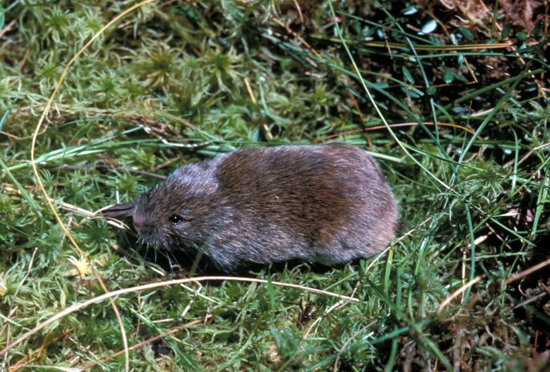 Лесной лемминг (Myopus schisticolor)