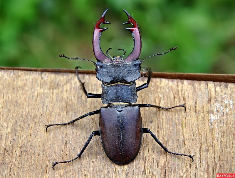 Жук Lucanus Cervus