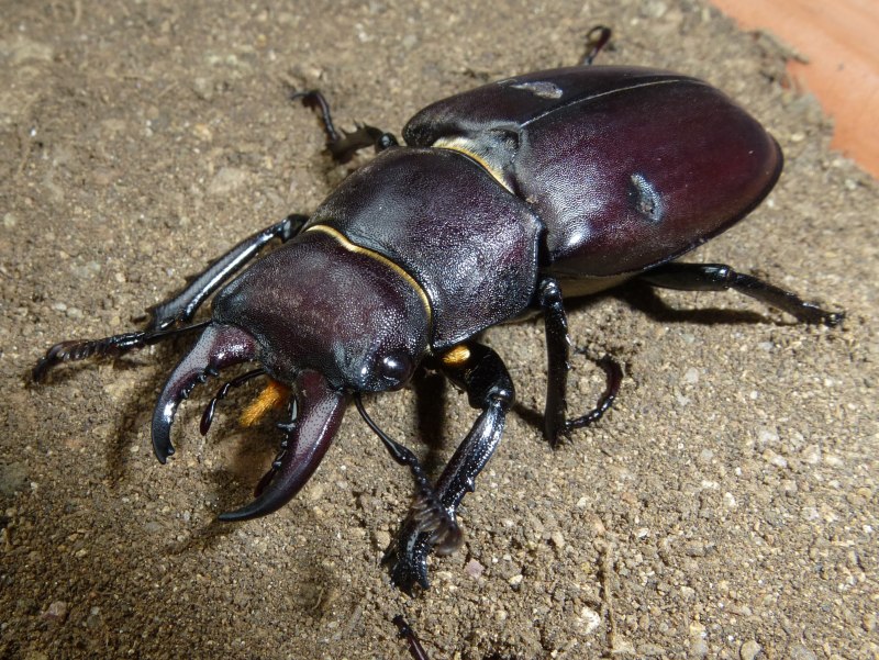 Lucanus Tetraodon