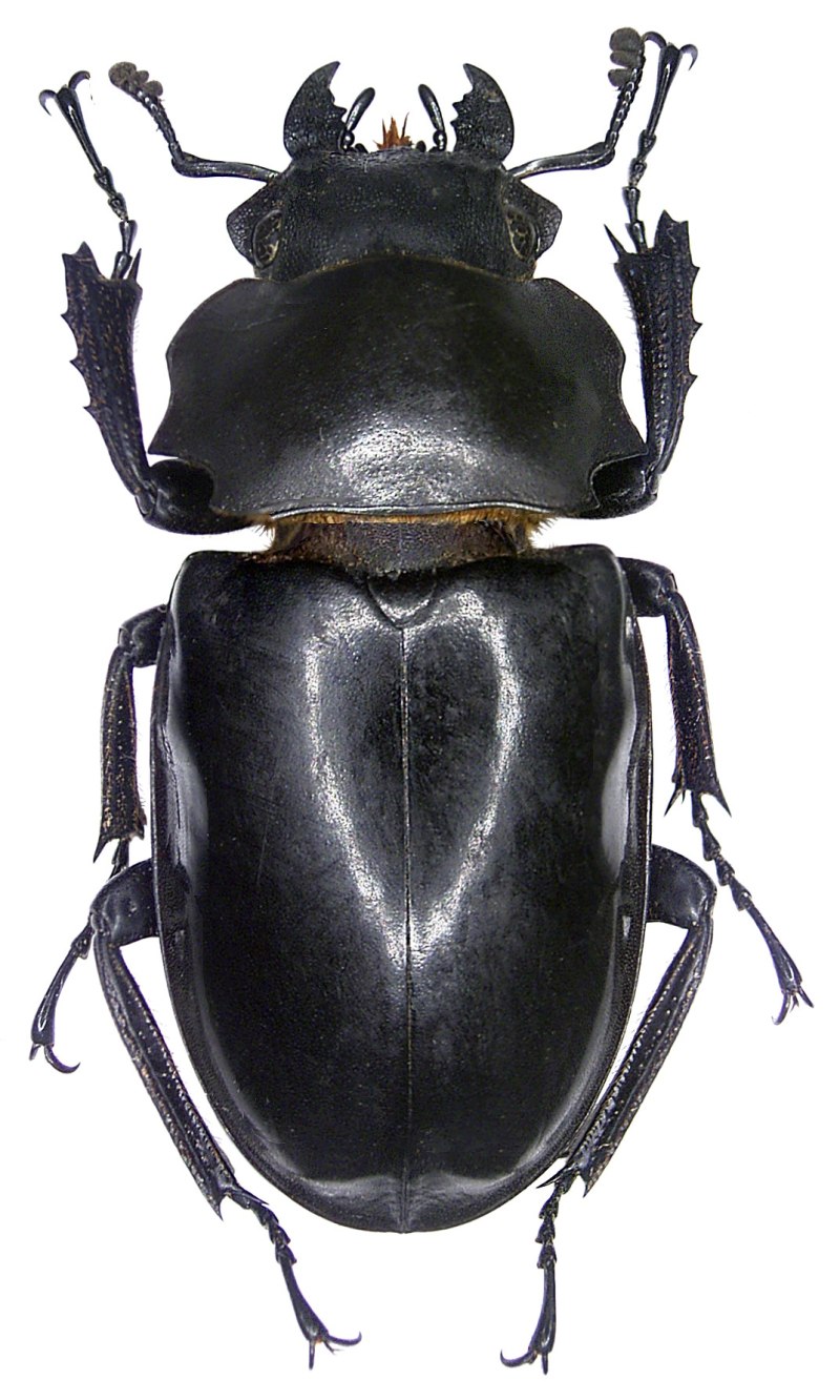 Odontolabis dalmanni