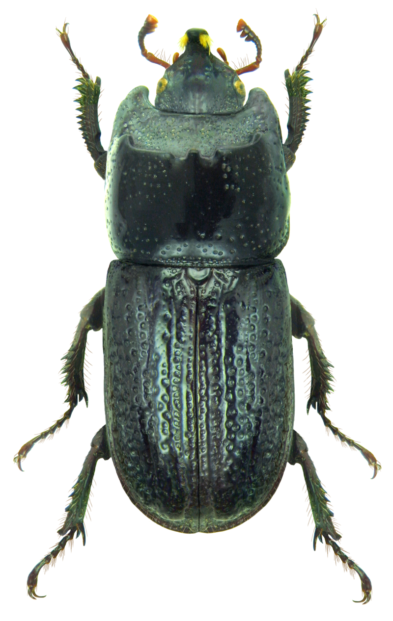 Sinodendron cylindricum