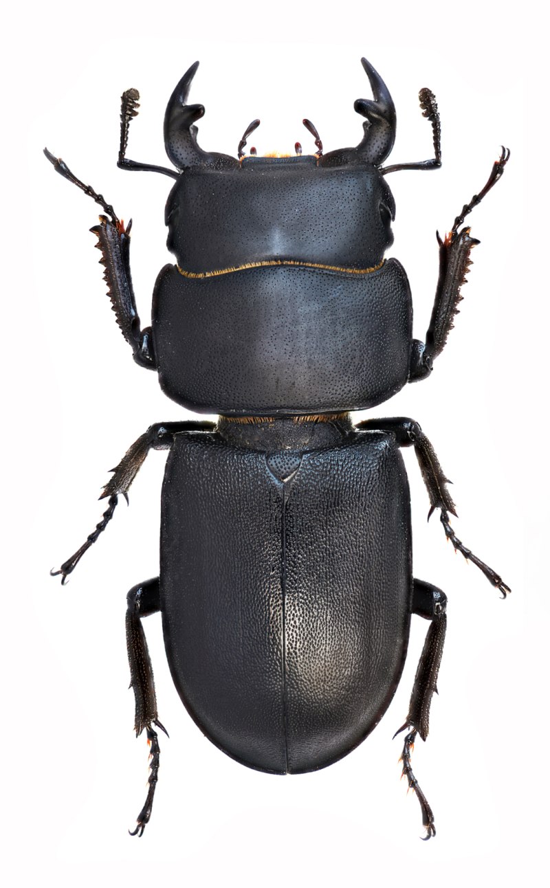 Dorcus parallelipipedus