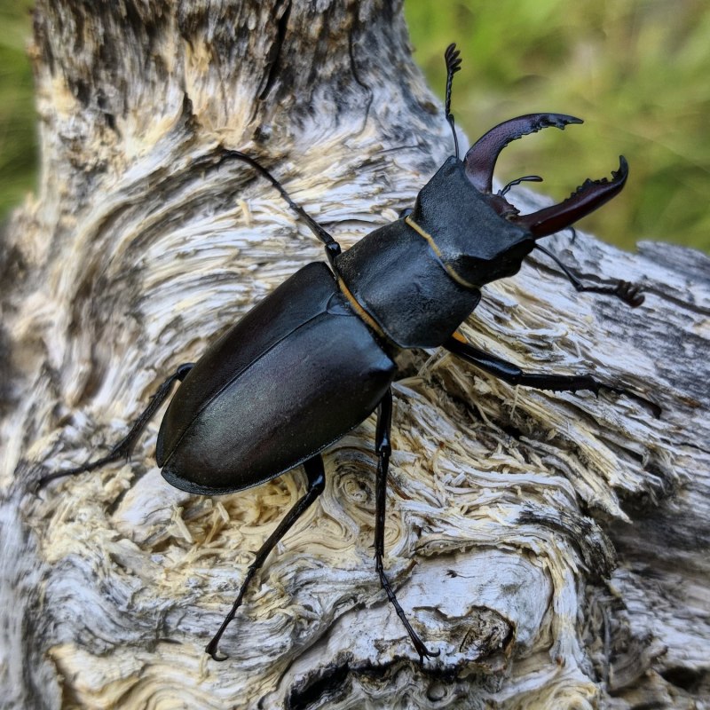 Жук-олень (Lucanus Cervus)