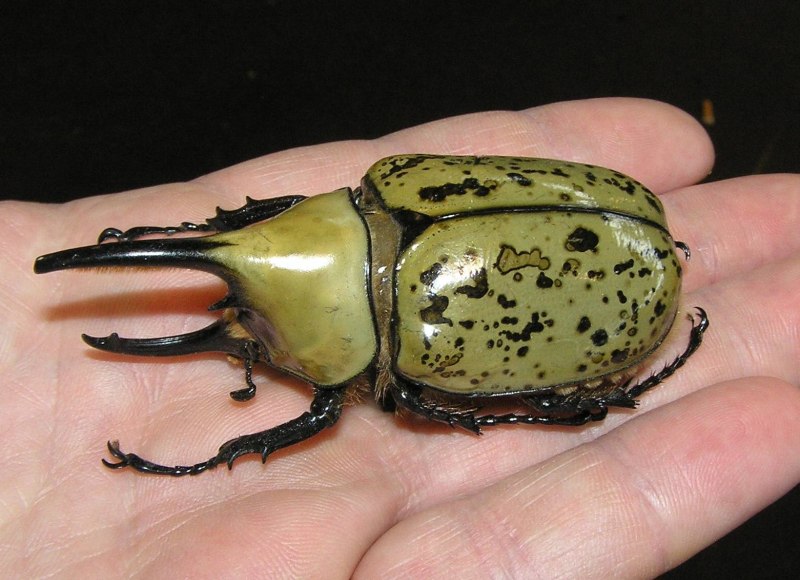 Dynastes Tityus