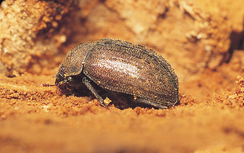 Notiophilus aestuans