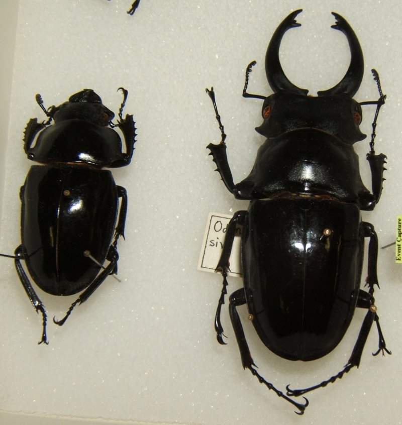 Рогач Odontolabis